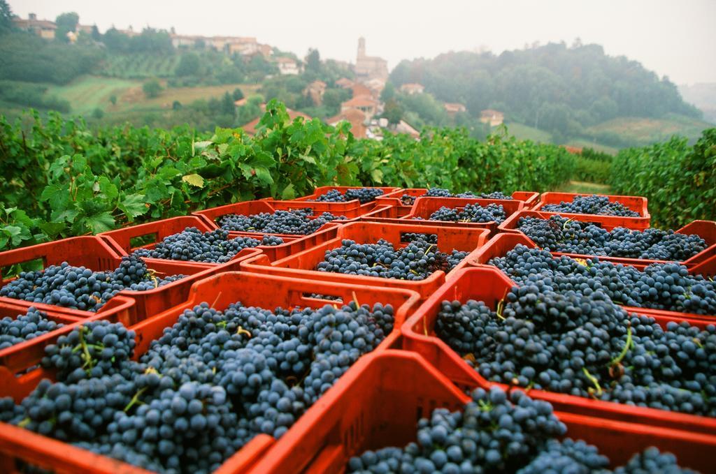 Marchesi Alfieri - Cantine E Ospitalita San Martino Alfieri Exteriör bild