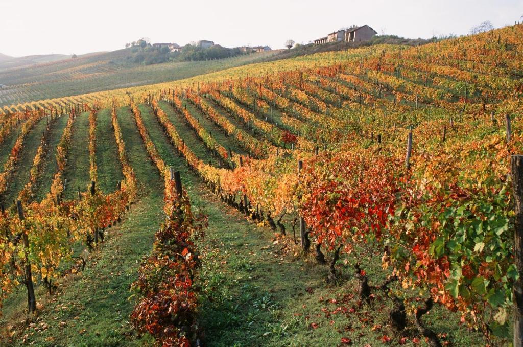 Marchesi Alfieri - Cantine E Ospitalita San Martino Alfieri Exteriör bild